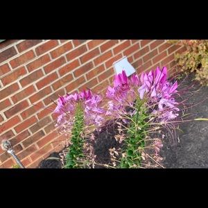 Meet your Posher, Pauline